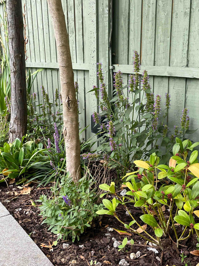 Perennials flourish beneath existing trees, benefiting from improved soil structure and filtered light. Perennial planting beneath mature trees in the Renewal Garden, Maidenhead, demonstrating shade-tolerant and biodiversity-focused garden restoration.