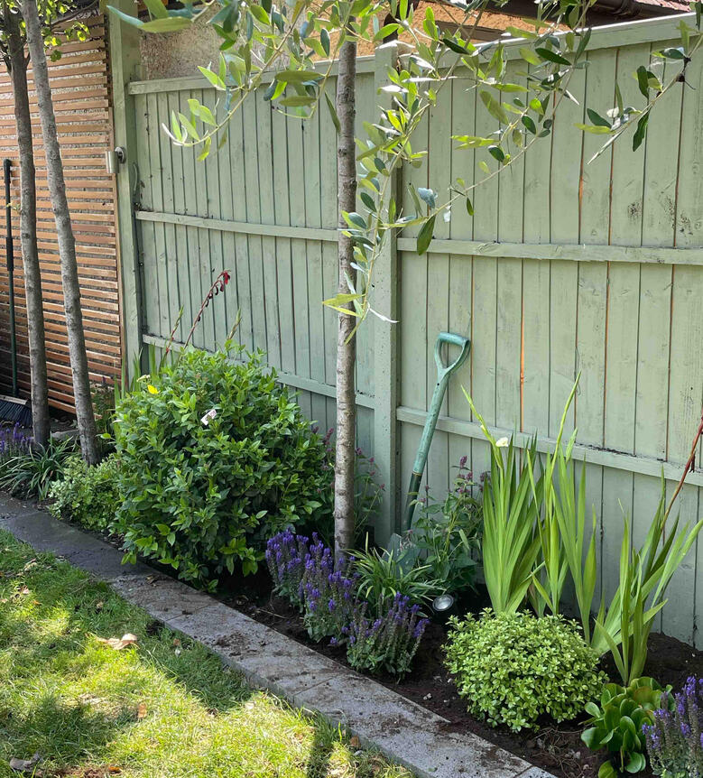 During restoration: planting bee-friendly perennials and improving soil health after membrane removal. Work in progress in the Renewal Garden, Maidenhead, showing freshly planted perennials and restored soil after garden renovation.