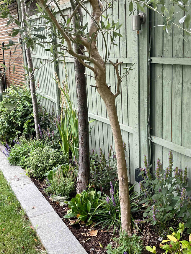 A restored border beneath olive trees, where Mediterranean structure meets soft, pollinator-friendly planting for year-round texture and balance. Side view of restored garden border in the Renewal Garden, Maidenhead, featuring olive trees and layered pollinator-friendly perennials creating a sustainable and balanced design.