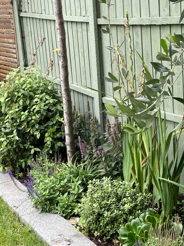 Under the olive trees, layered planting mixes texture, fragrance, and resilience. Close view of mixed perennial planting under olive trees in the Renewal Garden, Maidenhead, combining Mediterranean structure with pollinator-friendly species.