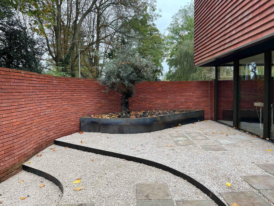 An established olive tree anchors the courtyard in the Marlow garden, framed by a bespoke Corten steel planter and soft gravel surfacing - blending Mediterranean character with modern architectural lines. Courtyard view of the completed Marlow garden featuring an olive tree in a raised Corten steel planter with curved gravel pathways, showcasing contemporary eco garden design with Mediterranean influence.