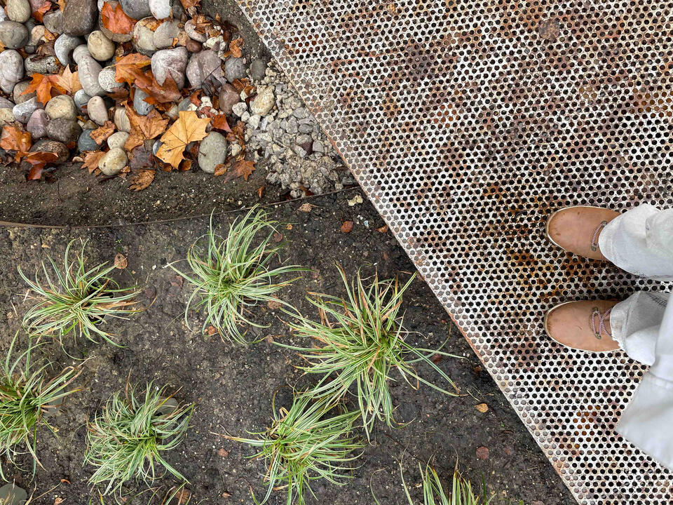 Detail of the Corten steel bridge in the Marlow garden, showing the contrast between its textured surface, river pebbles, and newly planted native grasses — a tactile meeting of materials that embodies sustainable, wildlife-friendly design. Close-up of a Corten steel bridge with perforated texture beside river pebbles and young ornamental grasses in the completed Marlow garden, illustrating eco-friendly landscape detailing and natural material harmony.