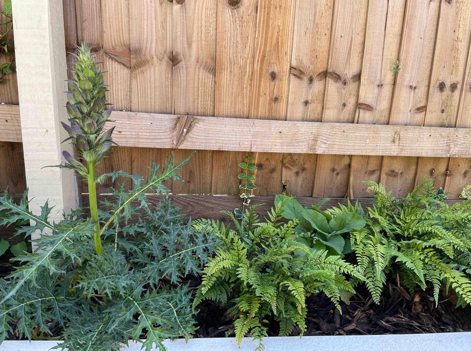 A shaded planting bed with ferns and woodland perennials showcases the garden’s naturalistic structure and biodiversity. Close-up of a shaded border with ferns and perennial foliage in the Woodland Garden, Eton, highlighting sustainable, low-maintenance planting design.