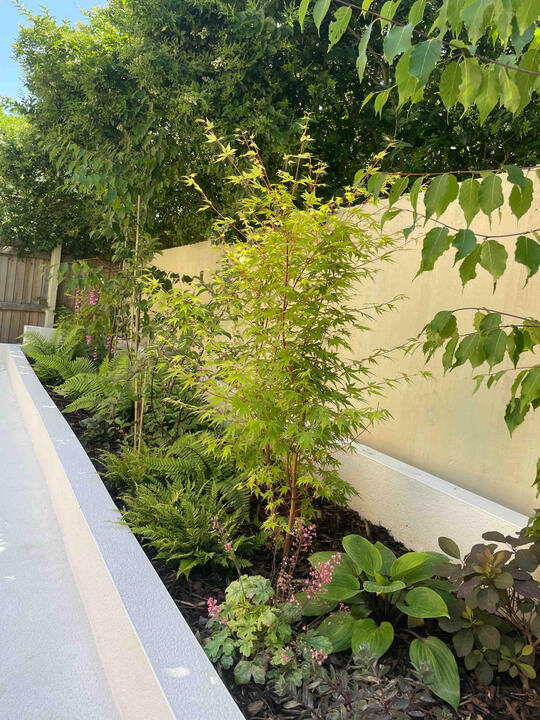 Layered woodland planting in raised white planters provides structure and contrast, combining lush texture with clean architectural lines. Raised white planters filled with ferns, maples, and flowering perennials in the Woodland Garden, Eton — a modern interpretation of woodland garden design.