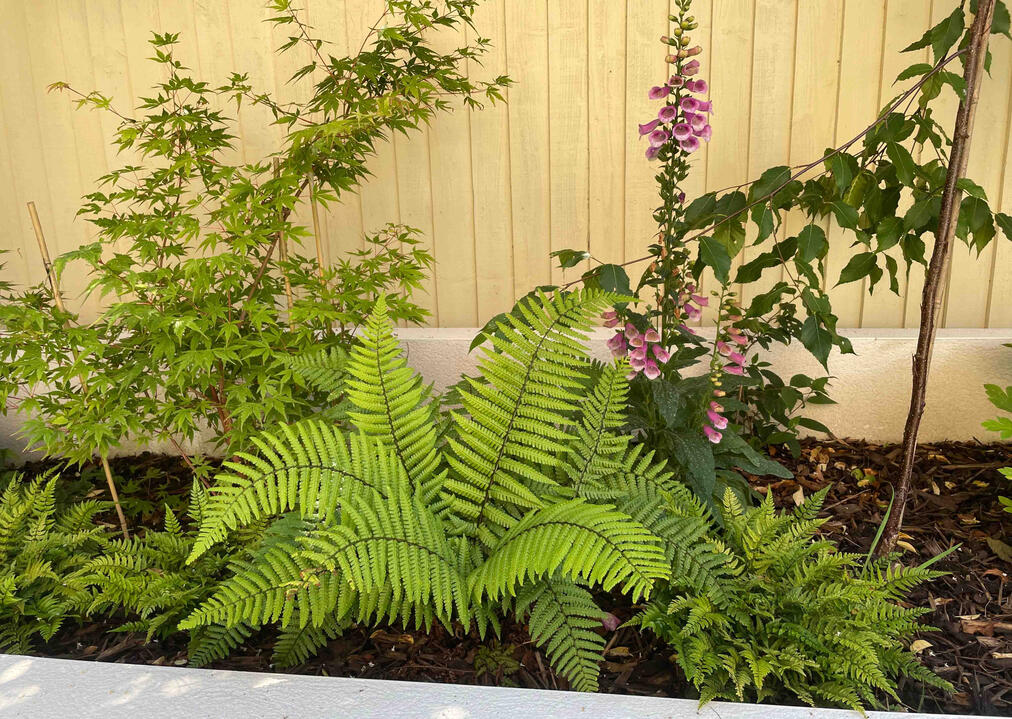 A close-up of the woodland bed in the Eton garden, featuring ferns, Japanese maples, and foxgloves — a layered composition celebrating shade planting and seasonal texture. Close-up of ferns, Japanese maple, and foxglove in the Woodland Garden, Eton, showing layered, shade-tolerant planting and sustainable eco garden design.