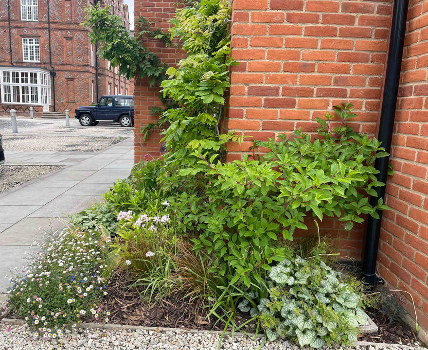 Wisteria climbing across the brick façade in the Eton garden, adding softness and seasonal colour to the building’s architecture. Wisteria vines climbing on a red-brick wall in the Woodland Garden, Eton, blending native planting with heritage architecture in an eco garden design.
