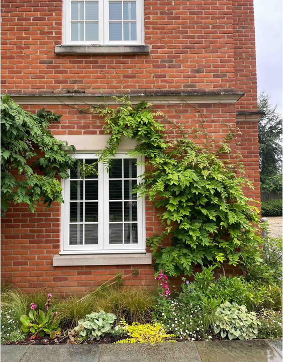 Sunny border with wisteria, ornamental grasses, and groundcover perennials linking the house to the surrounding landscape with subtle texture and bloom. Sunlit planting bed with wisteria, grasses, and perennials against a brick wall in the Woodland Garden, Eton, showcasing seasonal interest and sustainable planting.