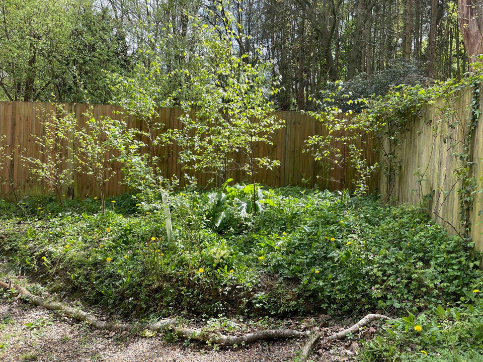 Young silver birches define the woodland edge, enhancing structure and creating dappled light for shade-loving plants. Newly planted silver birch trees in the Lab Garden, Ascot, forming a woodland area that supports biodiversity and natural shade planting.