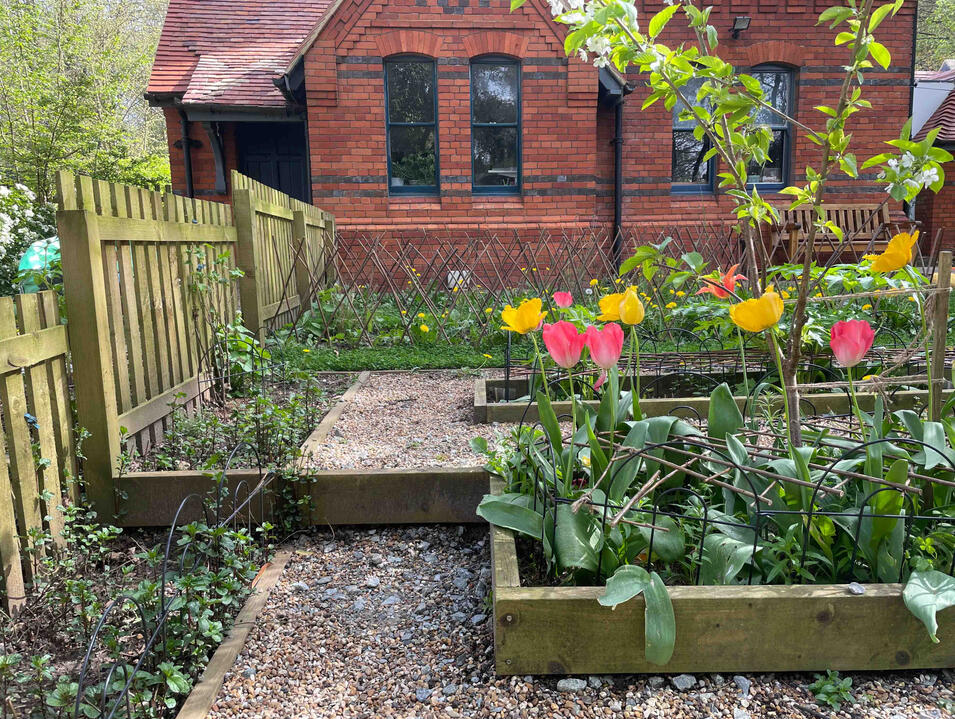Spring tulips add bursts of colour among the raised beds, signalling renewal and biodiversity in the Lab Garden, Ascot. Close-up of red and yellow tulips blooming in raised beds with gravel paths in the Lab Garden, Ascot, highlighting seasonal colour and sustainable planting design.