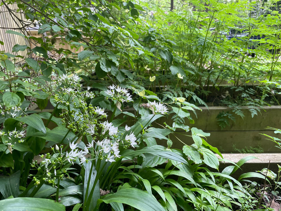 Lab Garden, Ascot - Nature based solutions to revise nature into the garden Native wild garlic plants in bloom