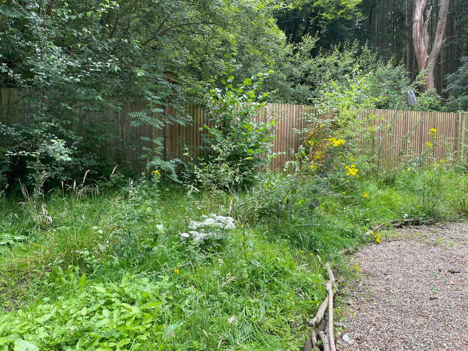 The wilder edge of the garden provides sanctuary for native flora and fauna, blending seamlessly into the surrounding woodland. Naturalised edge of the Lab Garden, Ascot, featuring wildflower growth and young trees designed to enhance biodiversity and habitat connectivity.