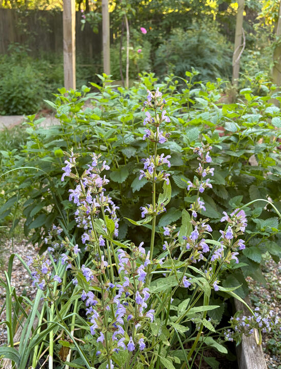 Herbs garden Herbs garden