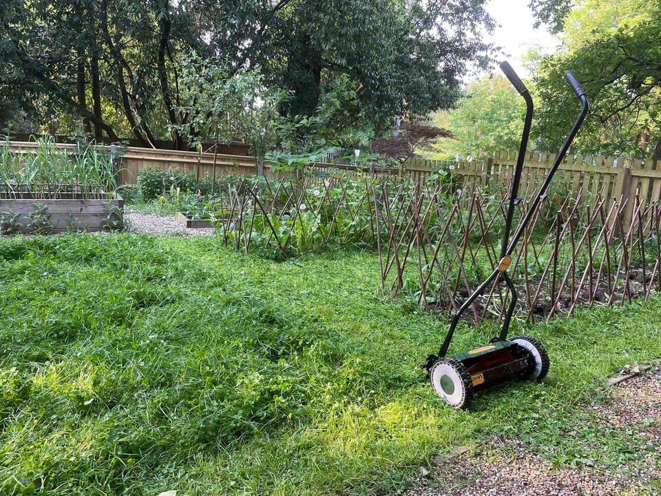 A clover-rich turf replaces traditional lawn, supporting pollinators and improving soil health. Close-up of clover mix turf in the Lab Garden, Ascot, showing a sustainable alternative to standard grass lawns for biodiversity and soil improvement.