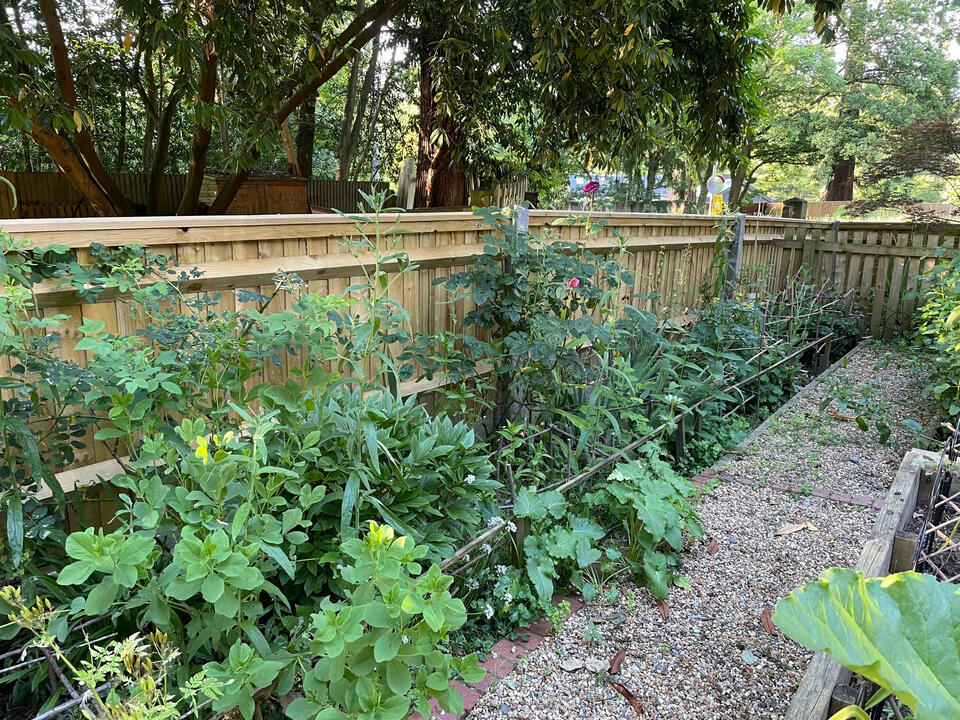 A partly shaded border with native perennials balances colour and habitat diversity throughout the seasons. Partly shaded planting border with native perennials and pollinator-friendly flowers in the Lab Garden, Ascot, illustrating seasonal biodiversity.