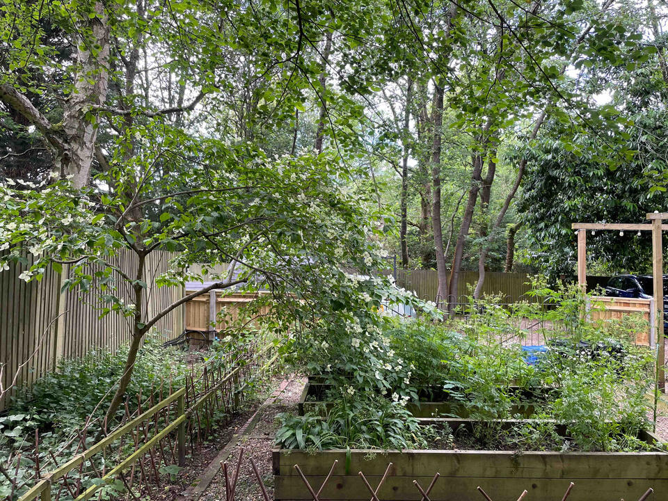 Layered planting in shaded raised beds combines ferns, woodland perennials, and maples for texture and resilience. Raised beds in a shaded corner of the Lab Garden, Ascot, planted with ferns, maples, and perennials to create a low-maintenance, biodiverse garden.