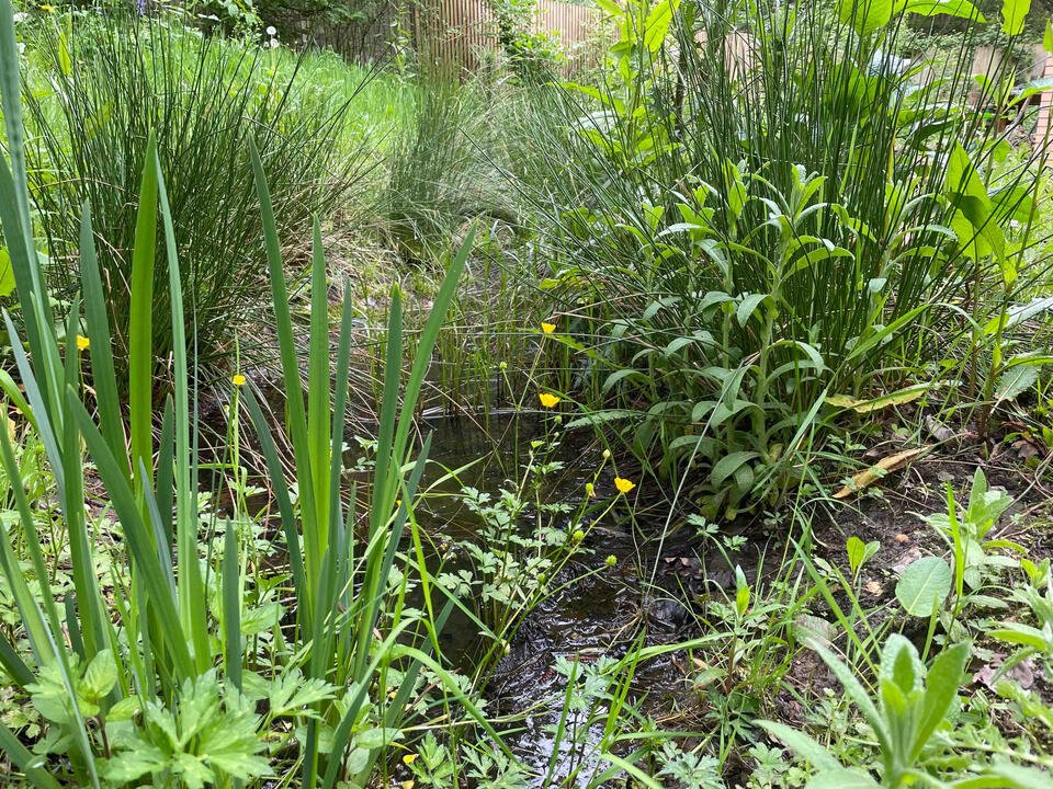 The seasonal pond collects and filters rainwater, creating a habitat for amphibians, insects, and aquatic plants. Seasonal pond surrounded by reeds and wildflowers in the Lab Garden, Ascot, demonstrating sustainable water management and wildlife-friendly design.