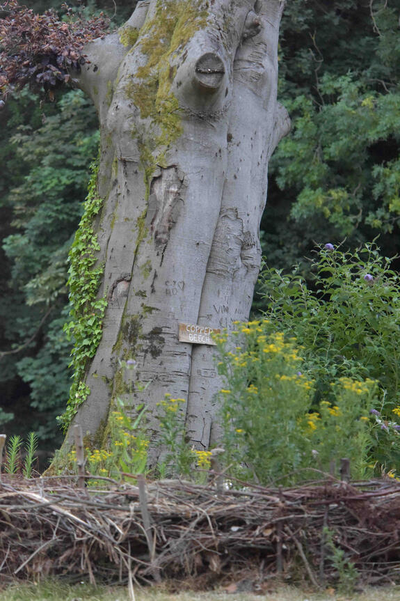 The copper beech now stands as a sculptural landmark, surrounded by wildflowers and protected by the hedge. Semi-dead copper beech trunk encircled by yellow wildflowers and a dry hedge that protects and enriches the habitat.