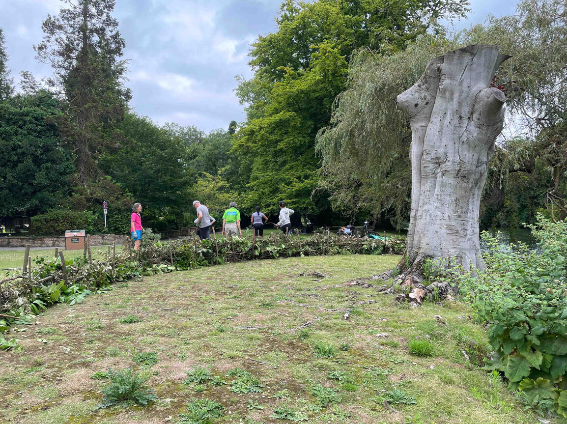 Volunteers from Friends of Ray Mill Island weaving branches to form the protective dry hedge around the copper beech. Community volunteers creating a dry hedge barrier around the semi-dead copper beech to protect its roots and enhance biodiversity at Ray Mill Island, Maidenhead.
