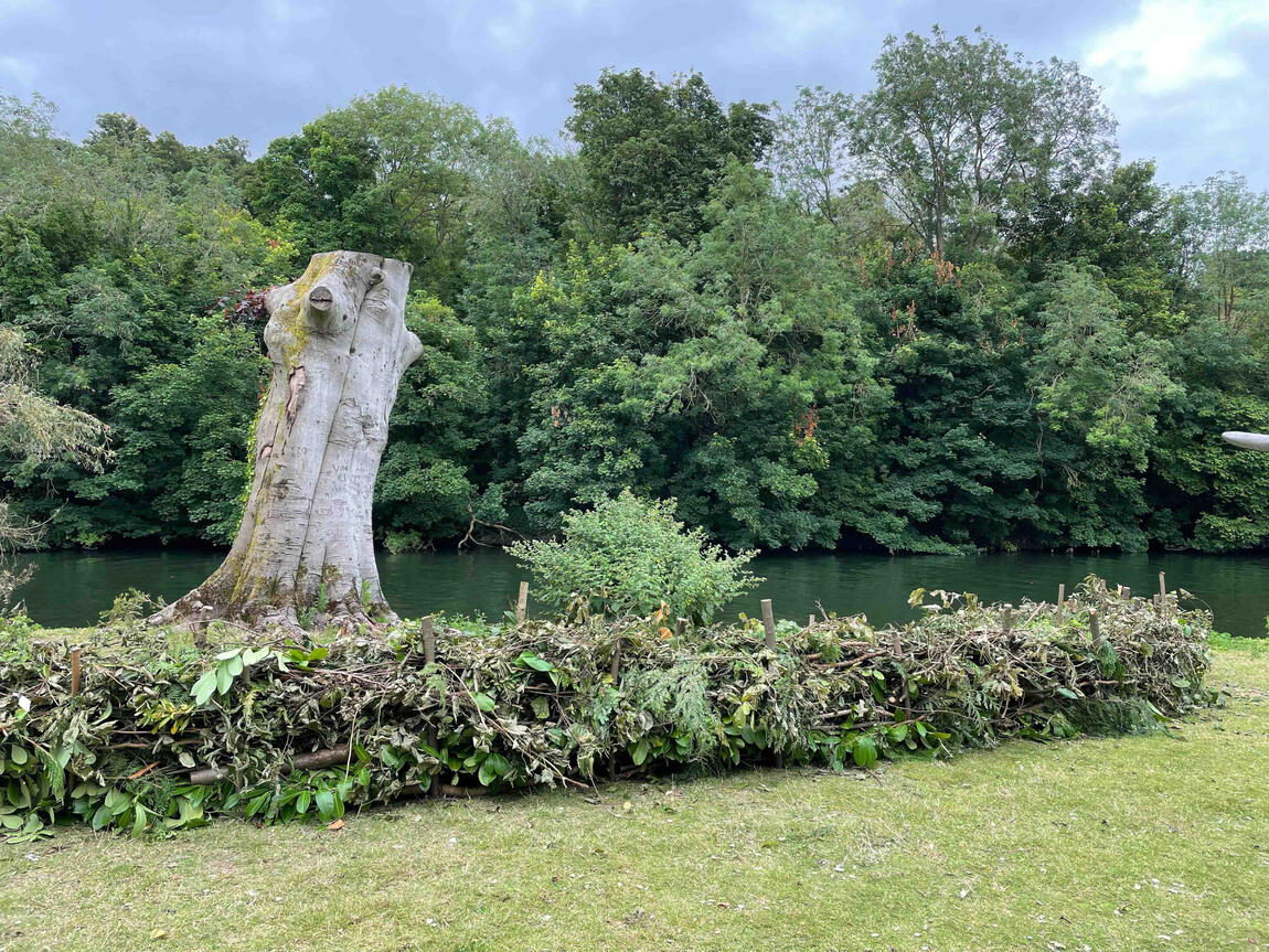 The completed dry hedge surrounding the copper beech, blending into the riverside landscape. Finished dry hedge enclosure protecting the copper beech habitat and providing refuge for insects and small wildlife.