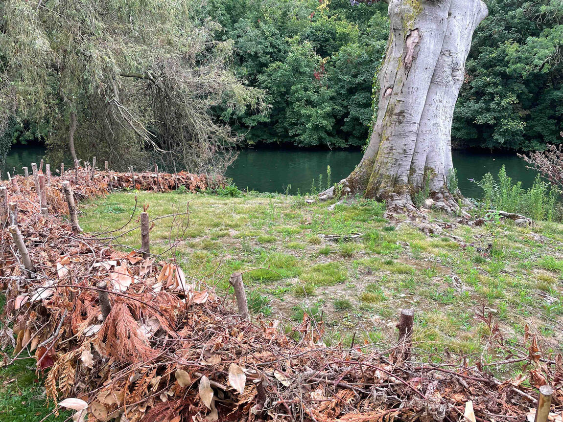 The dry hedge after seasonal weathering, showing its natural integration with the landscape. Weathered dry hedge structure showing natural decomposition and habitat value around the copper beech.