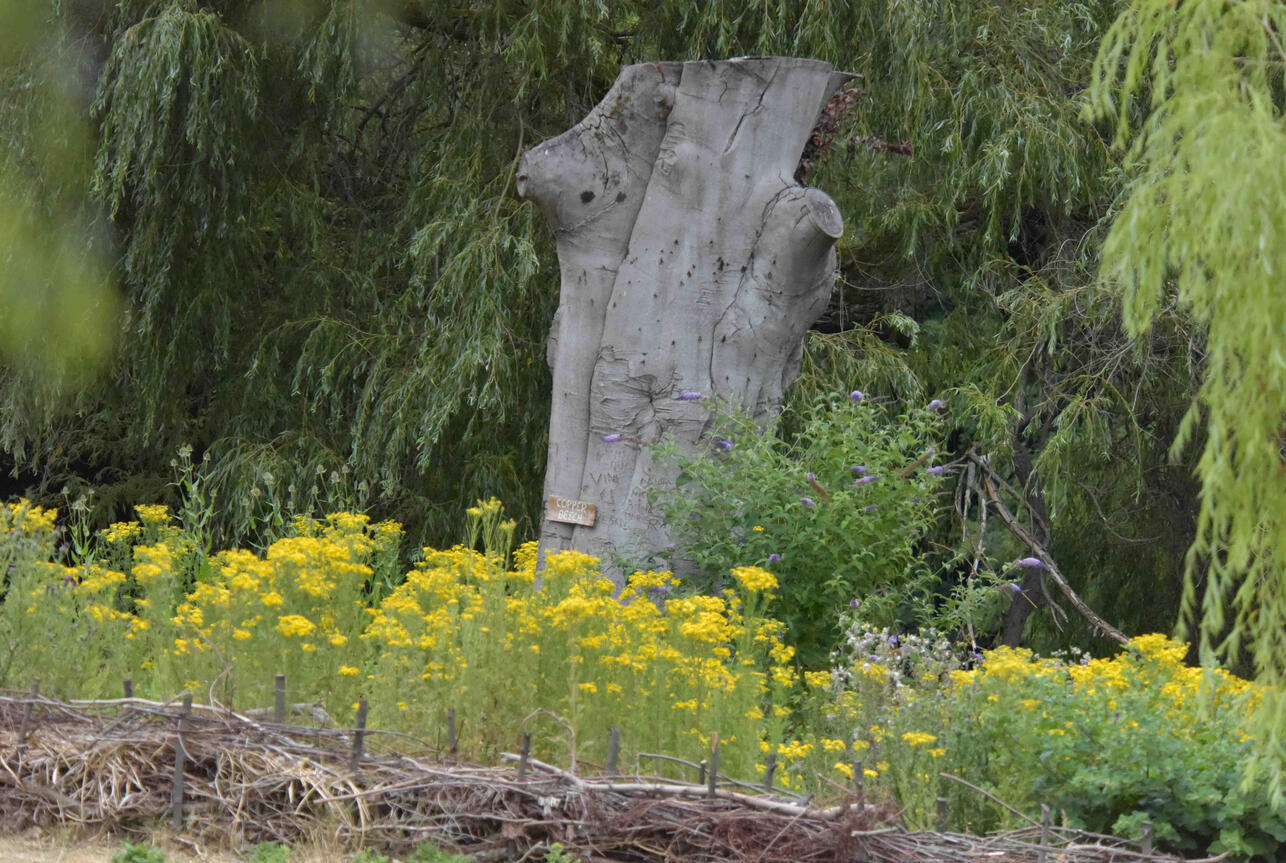 The dry hedge and wildflower meadow in full summer display, viewed across the island. Summer view of the restored copper beech habitat project with yellow and purple wildflowers thriving along the dry hedge.