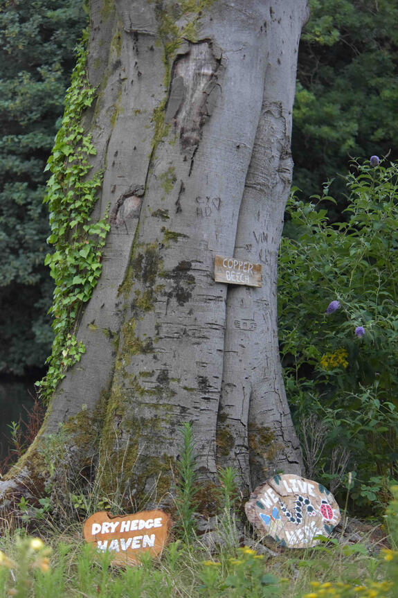 A close-up of the copper beech trunk, showing moss and ivy reclaiming the surface. Detail of the copper beech trunk with moss and ivy growth, symbolising renewal and natural succession.