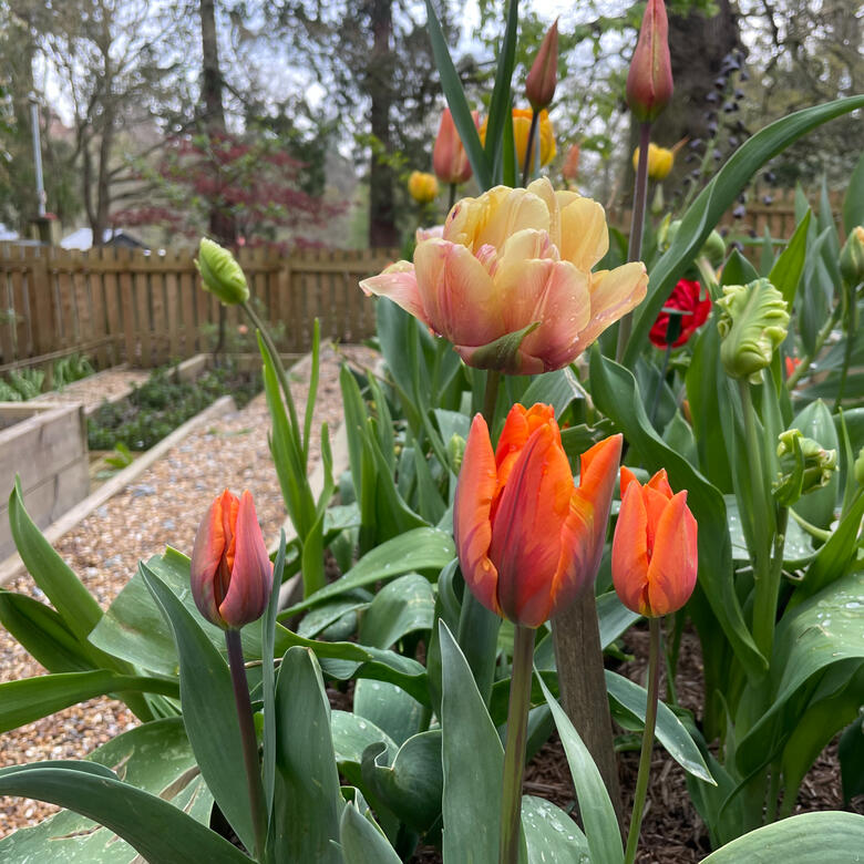 A woodland garden