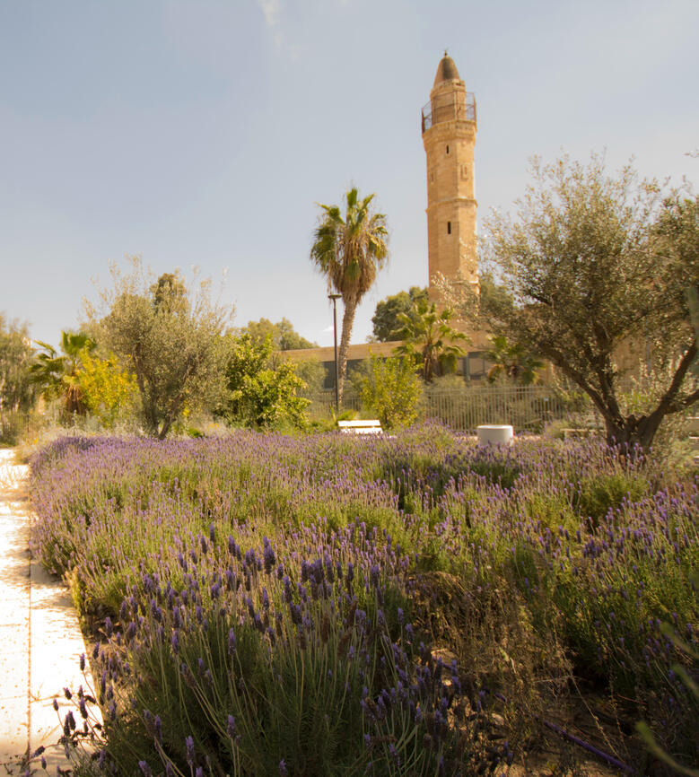 Public Realm Planting - Mediterranean Streetscape Lavender-lined public path with olive and palm trees, part of a Mediterranean-climate public realm planting scheme.